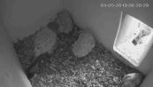 Hall in Tirol - Falken-Webcam Hall in Tirol - Falken-Webcam